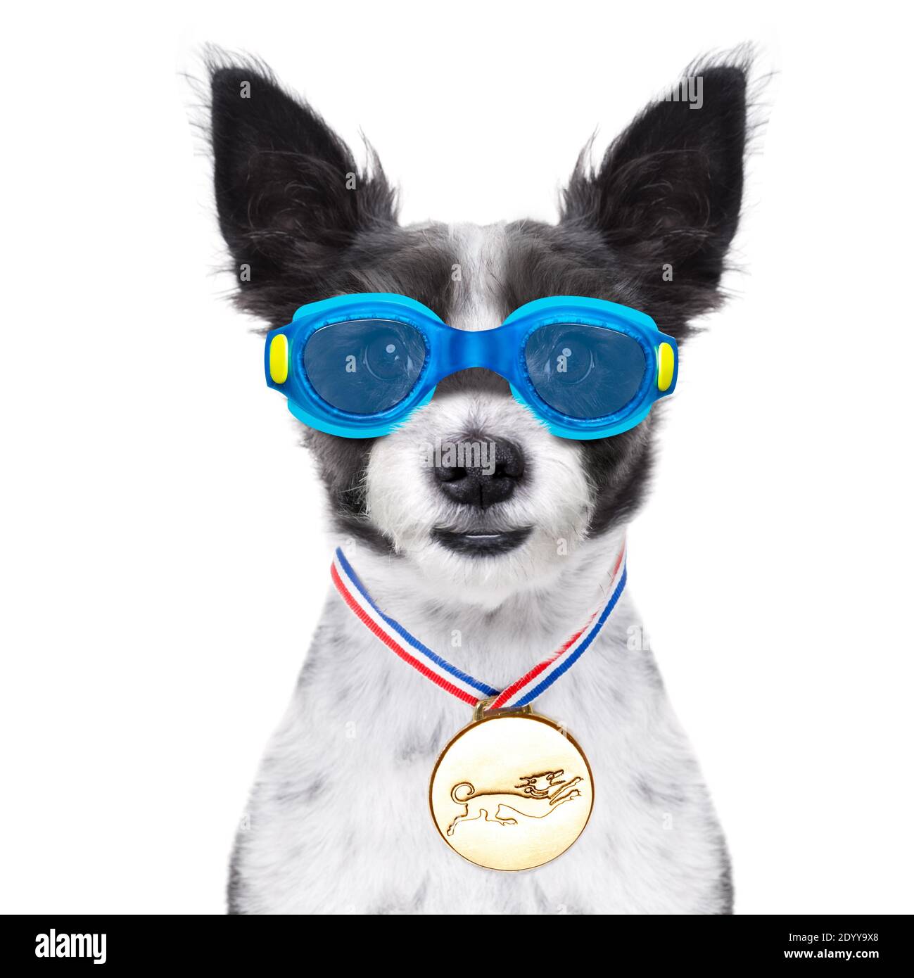 Dog swim cap 2025