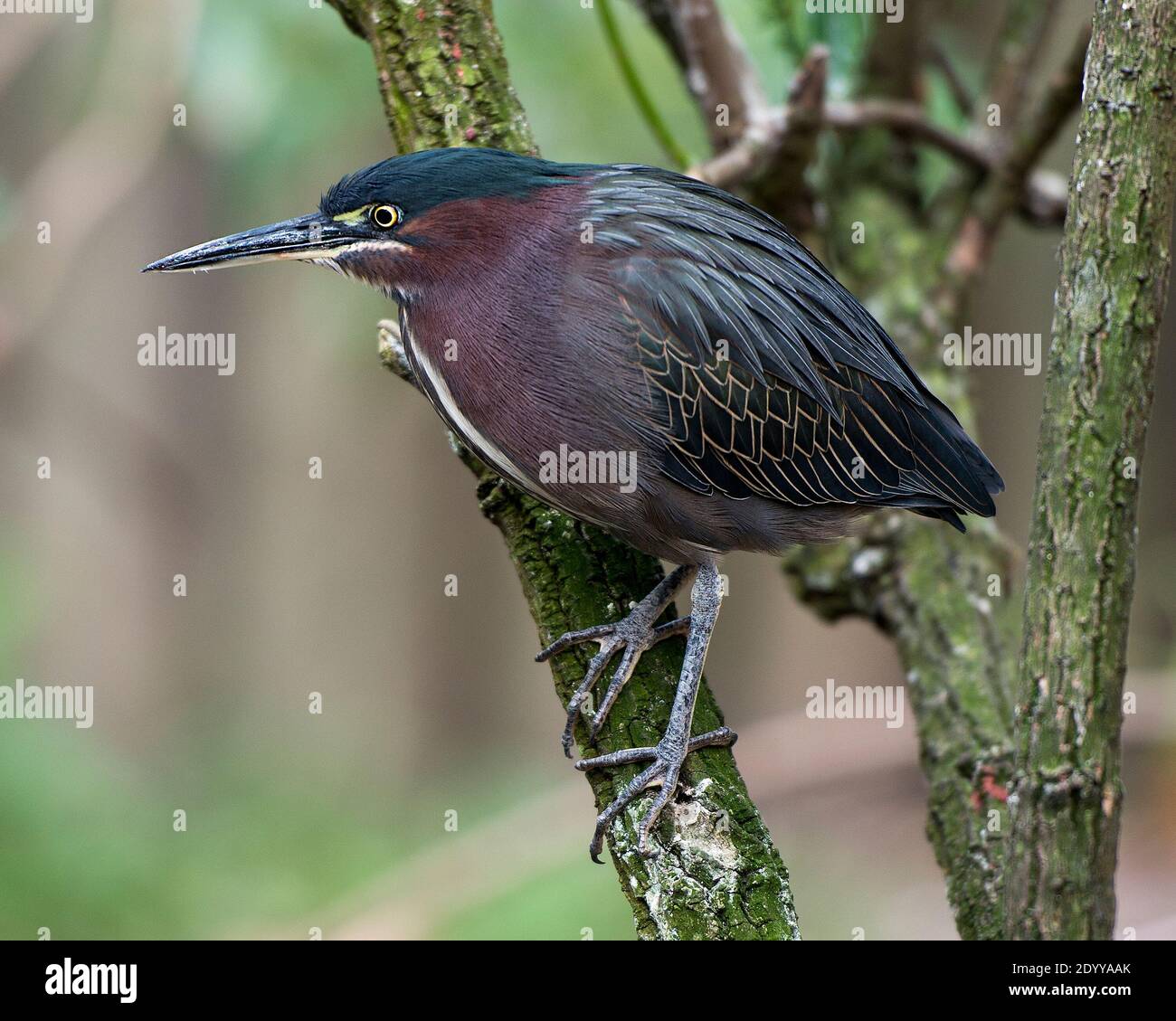 Green Heron perched on a branch displaying green blue feathers plumage with a blur background in its environment and habitat. Green Heron Stock Photo. Stock Photo