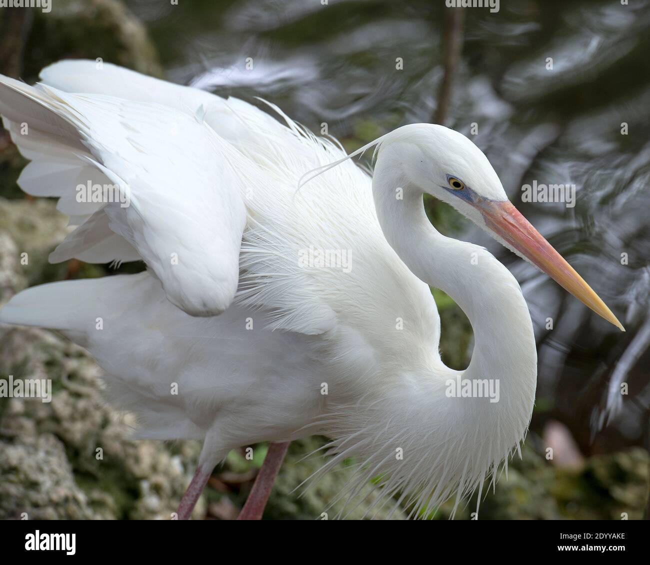 White Heron closeup profile view with spread wings with moss rock and blur water background in