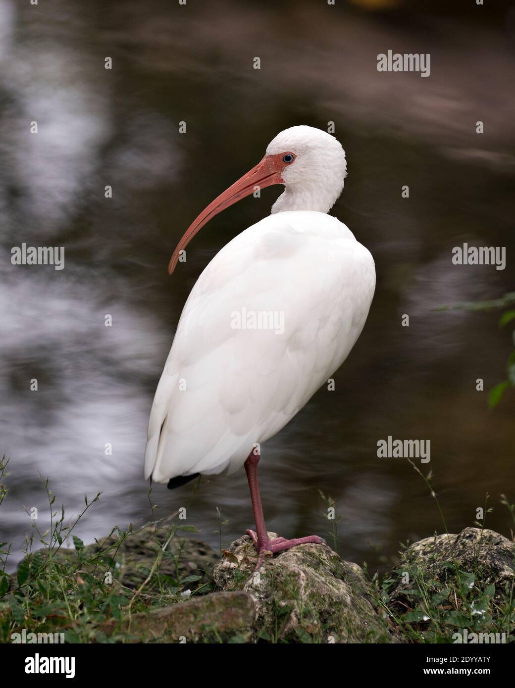 White Ibis by the water standing on a rock  in its environment and habitat with a blur water background. White Ibis Stock Photo. Ibis Image. Picture. Stock Photo