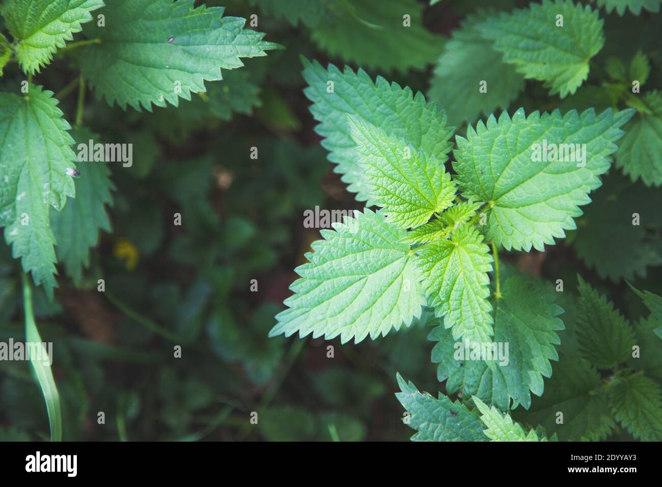 Stinging green nettle leaves background texture Stock Photo