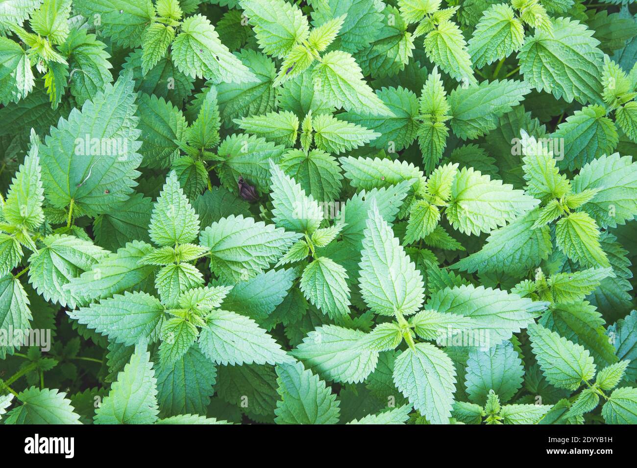 Stinging green nettle leaves background texture Stock Photo