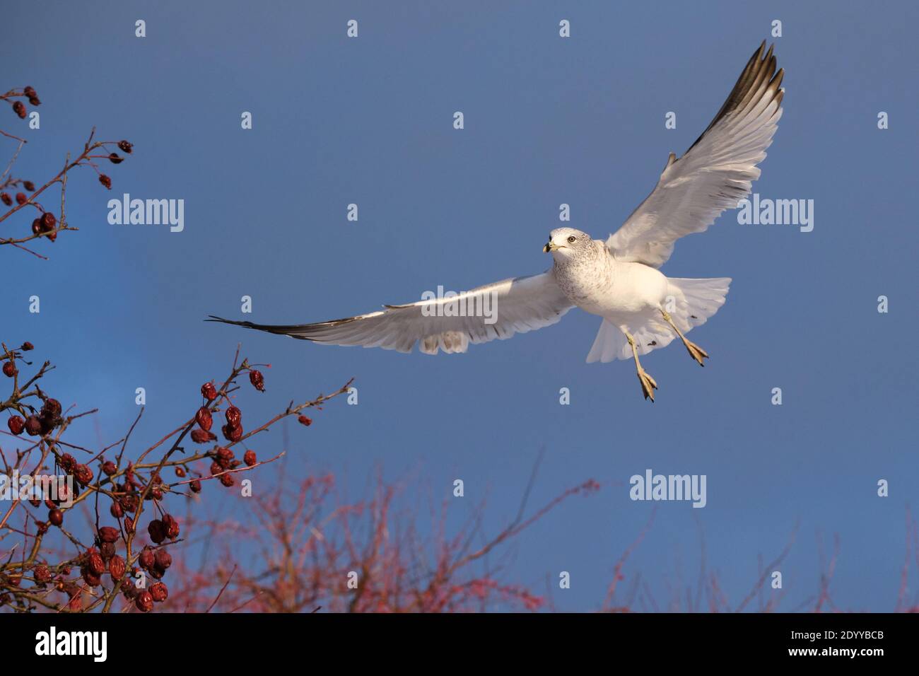 Ring-billed Gull, Larus delawarensis, in flight approaching a red crabapple tree to grab a berry in the air Stock Photo