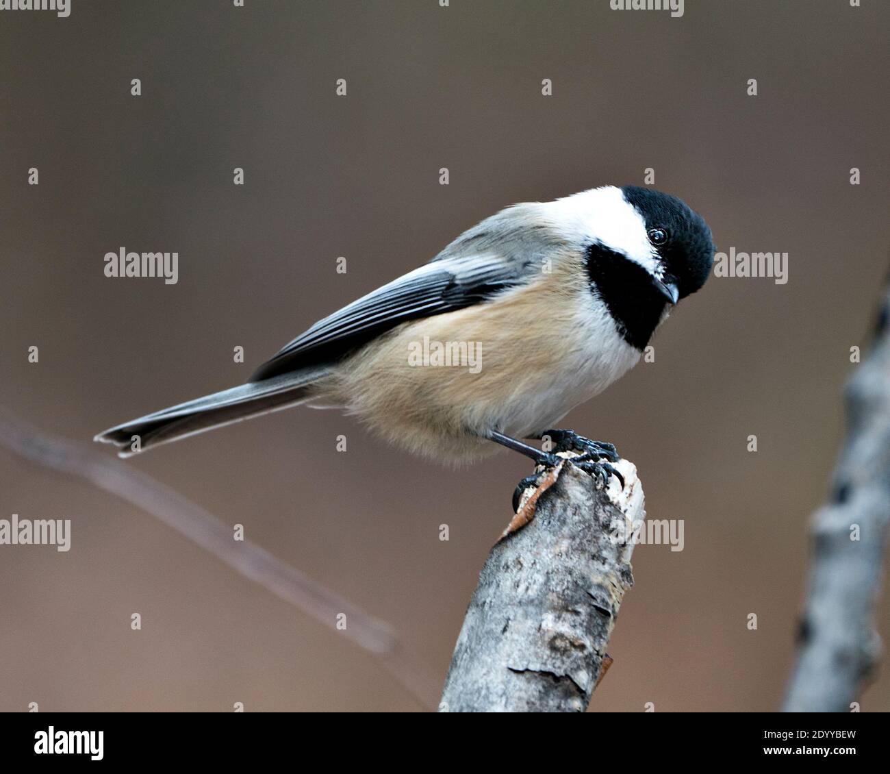 Chickadee show image hi-res stock photography and images - Alamy