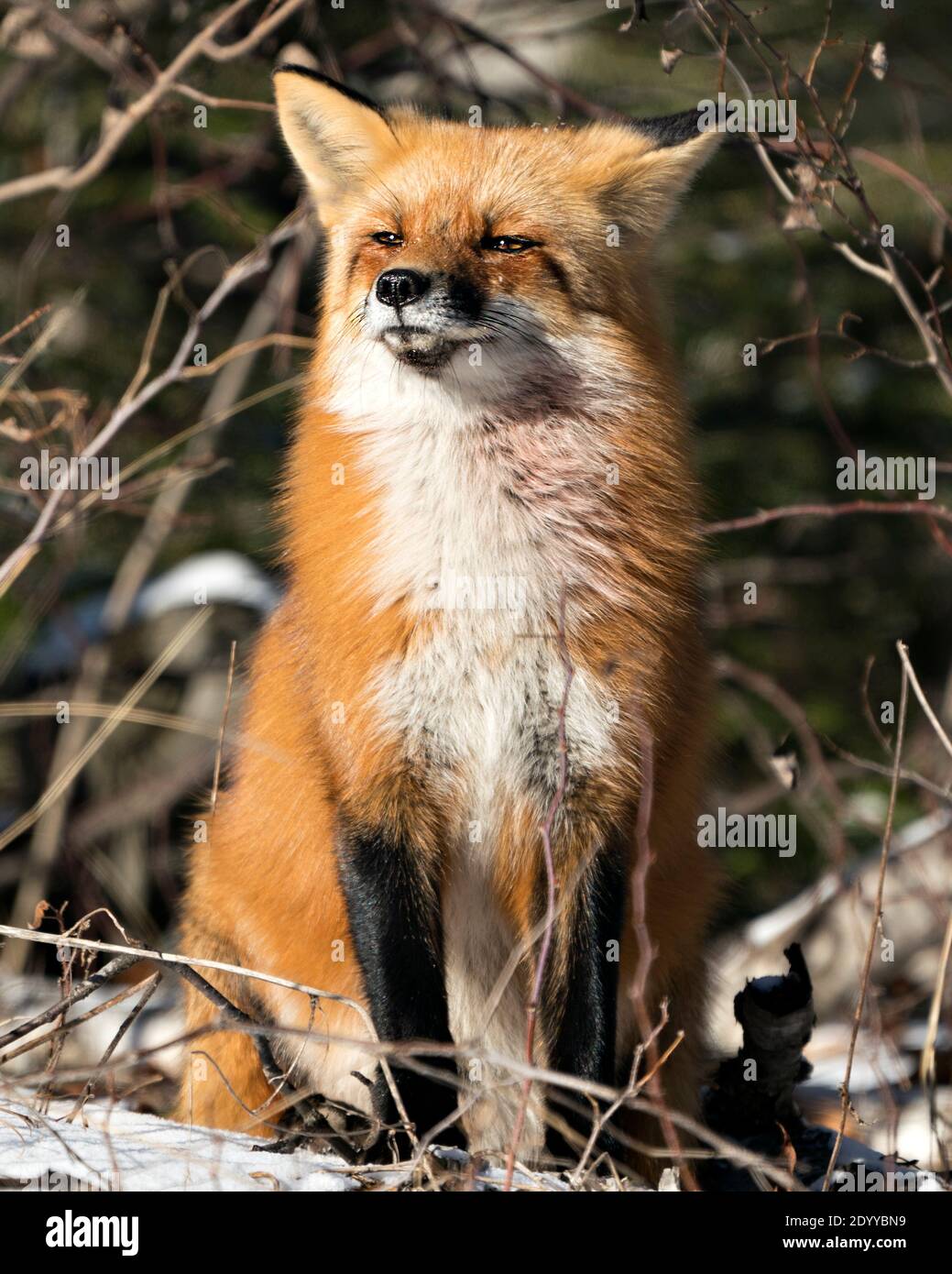 Fox tail hi-res stock photography and images - Alamy