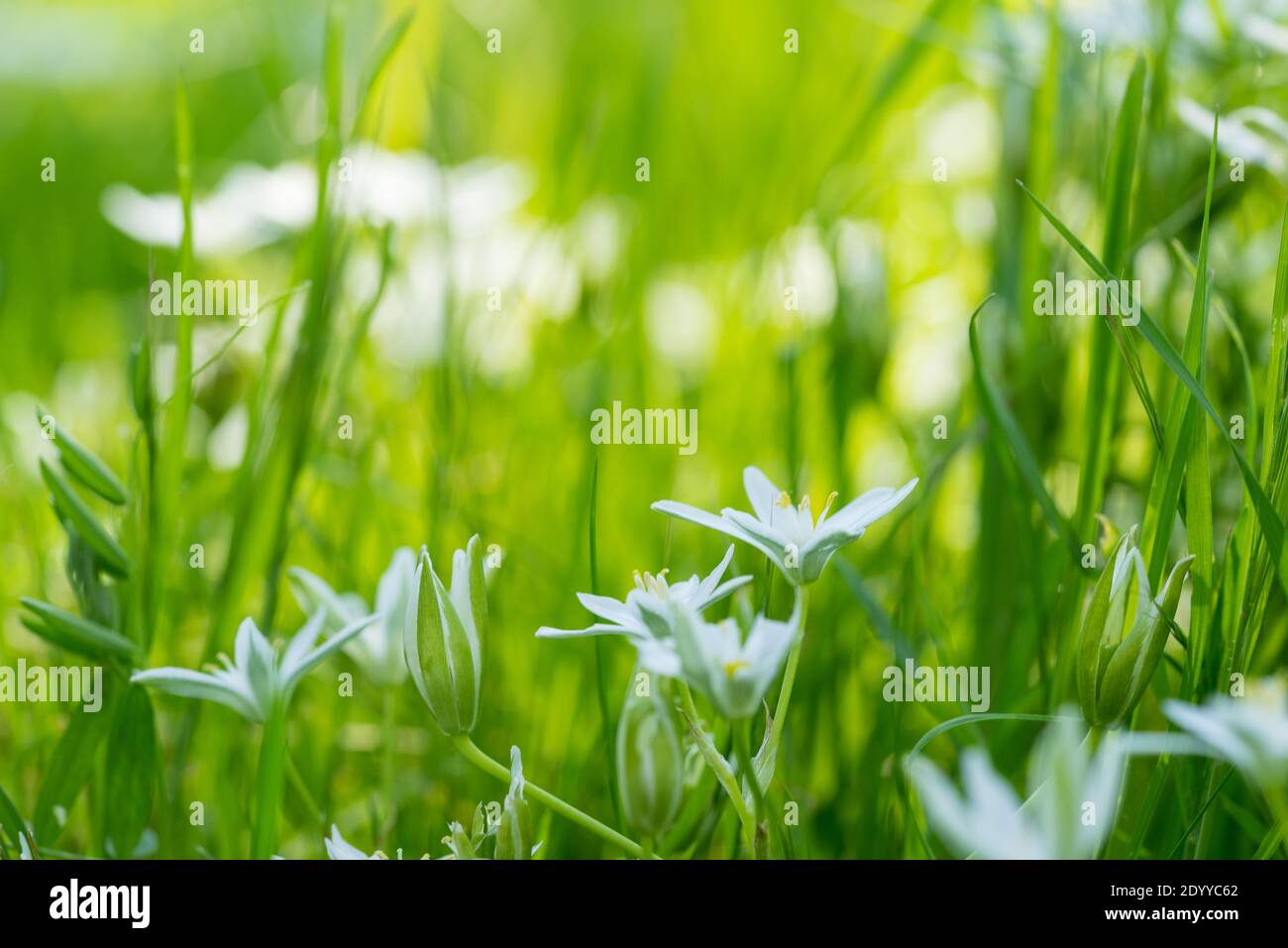 White flowers of the garden star-of-Bethlehem, grass lily, nap-at-noon, or eleven-o'clock lady, a species of the genus Ornithogalum, a perennial bulbo Stock Photo