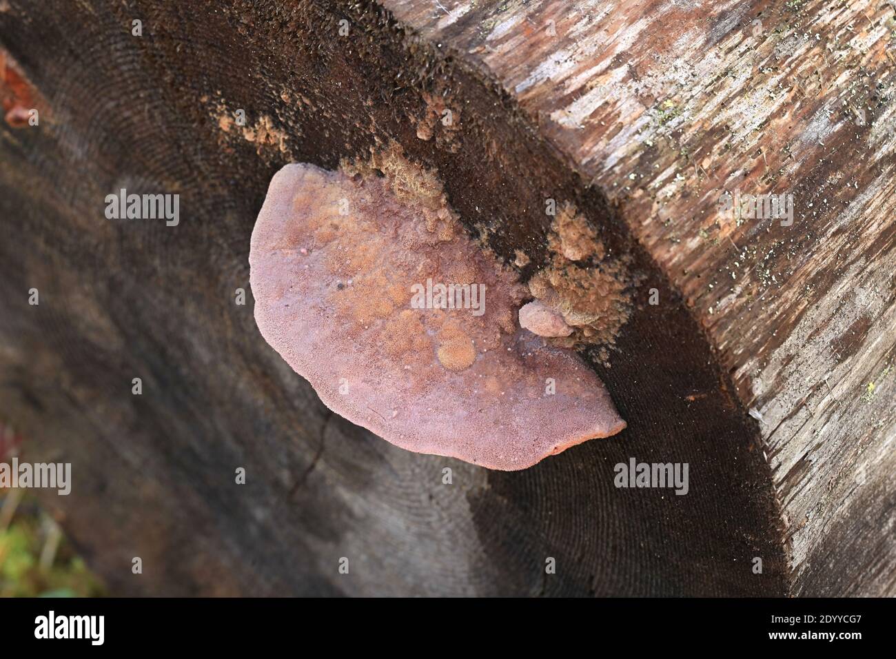 Leptoporus erubescens, a polypore fungus growing on pine deadwood in Finland, no common english name Stock Photo
