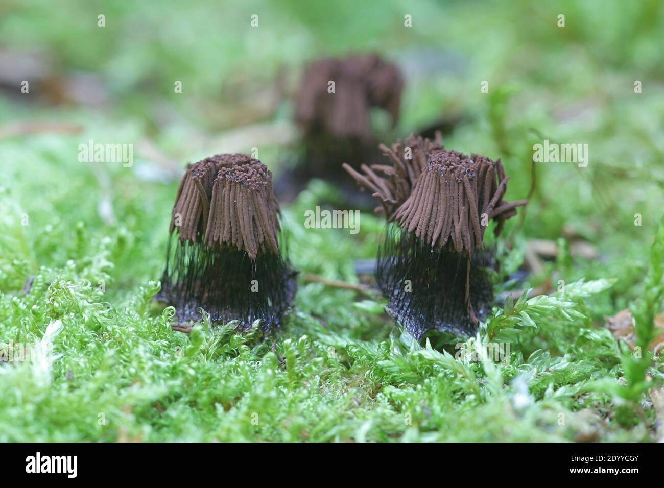 Stemonitis fusca, tube slime mold from Finland with no common english name Stock Photo