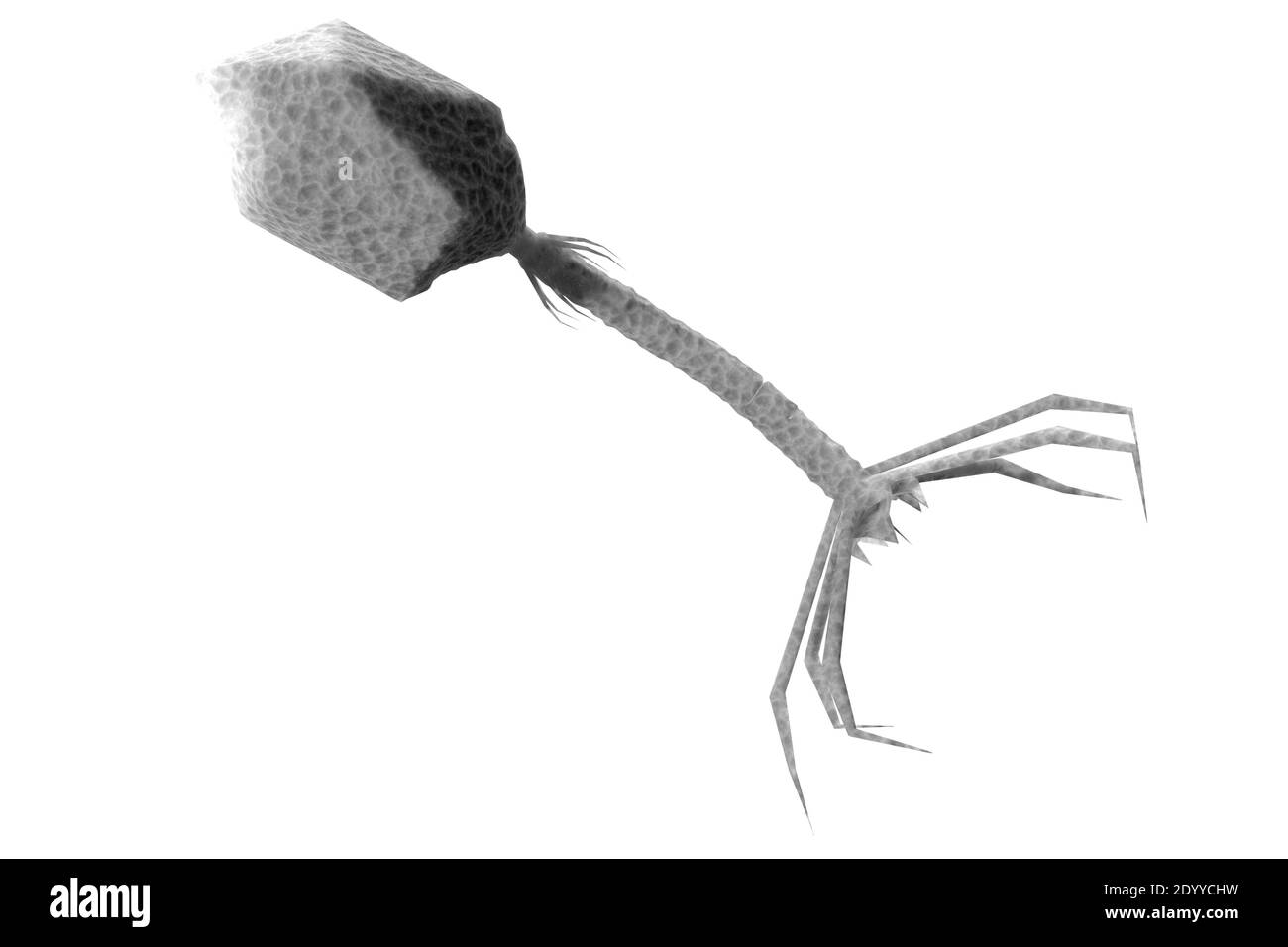 Closeup bacteriophage virus attacking bacteria cells 3D illustration Stock Photo