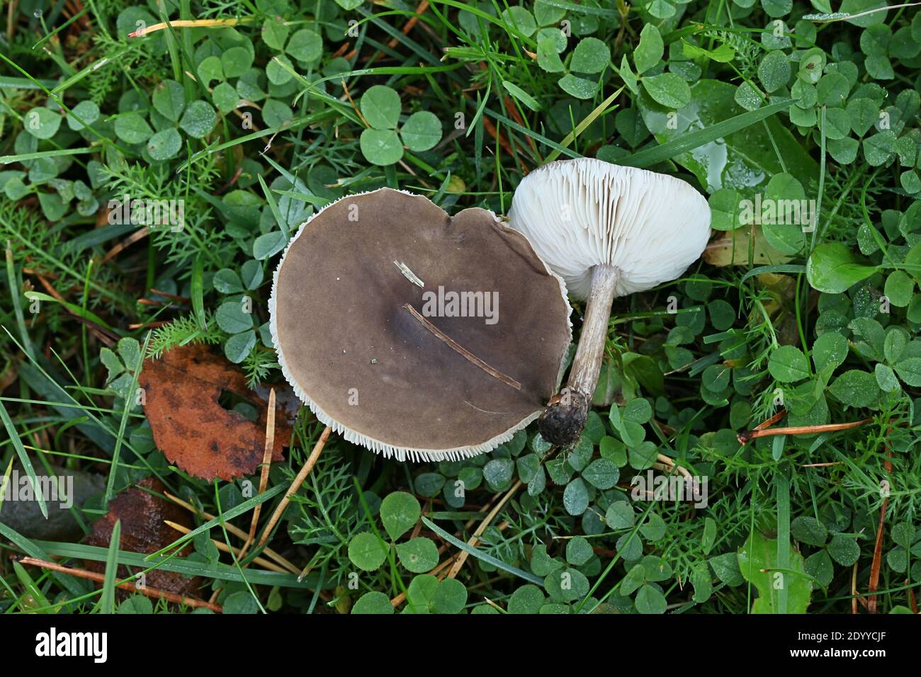 Melanoleuca melaleuca, known as bald cavalier or bald knight, wild mushroom from Finland Stock Photo