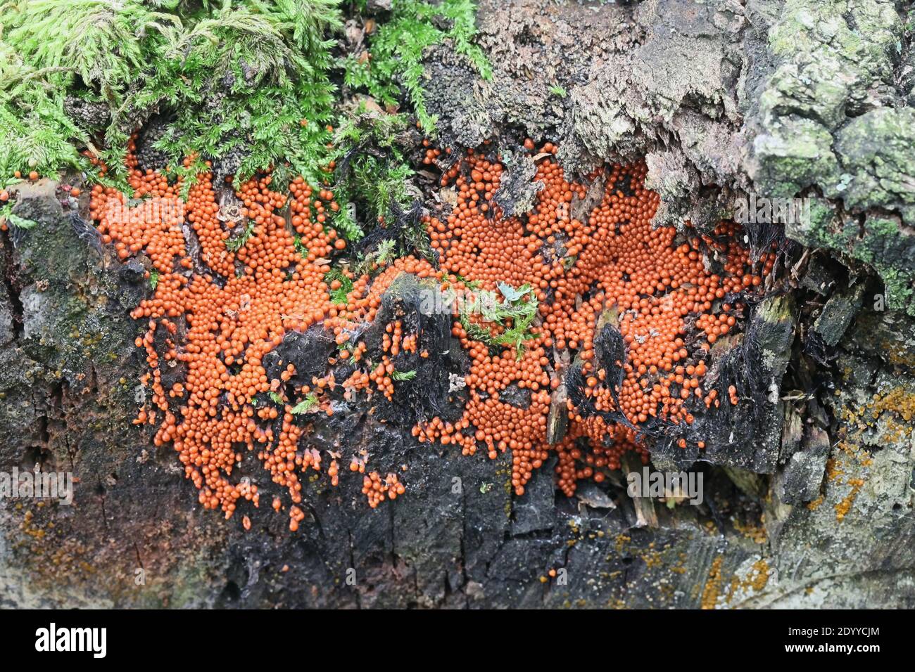 Trichia decipiens, a slime mold from Finland with no common english name Stock Photo