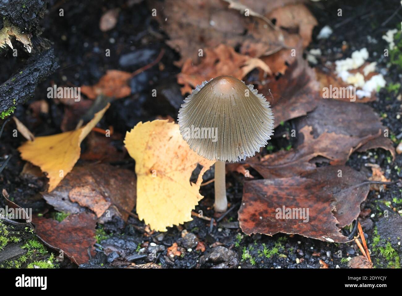 Coprinellus angulatus, known as bishops inkcap, wild coal-loving mushroom from Finland Stock Photo