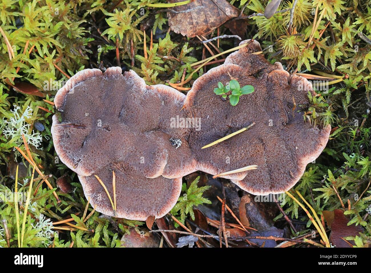 Hydnellum ferrugineum, known as the mealy tooth or the reddish-brown corky spine fungus, wild mushroom from Finland Stock Photo