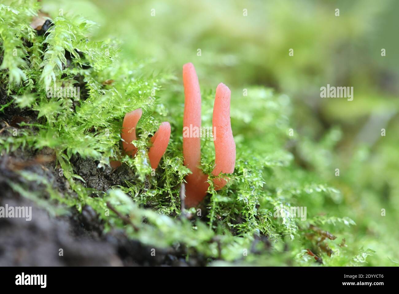 Clavaria incarnata, known as skinny club, wild fungus from Finland Stock Photo