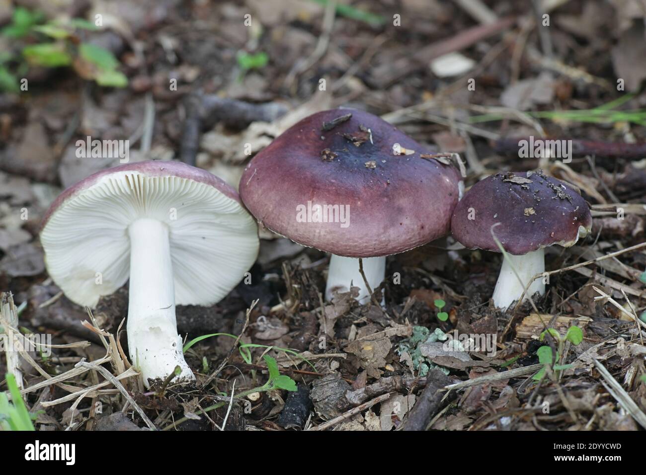 Russula azurea, a brittlegill mushroom from Finland with no common english name Stock Photo