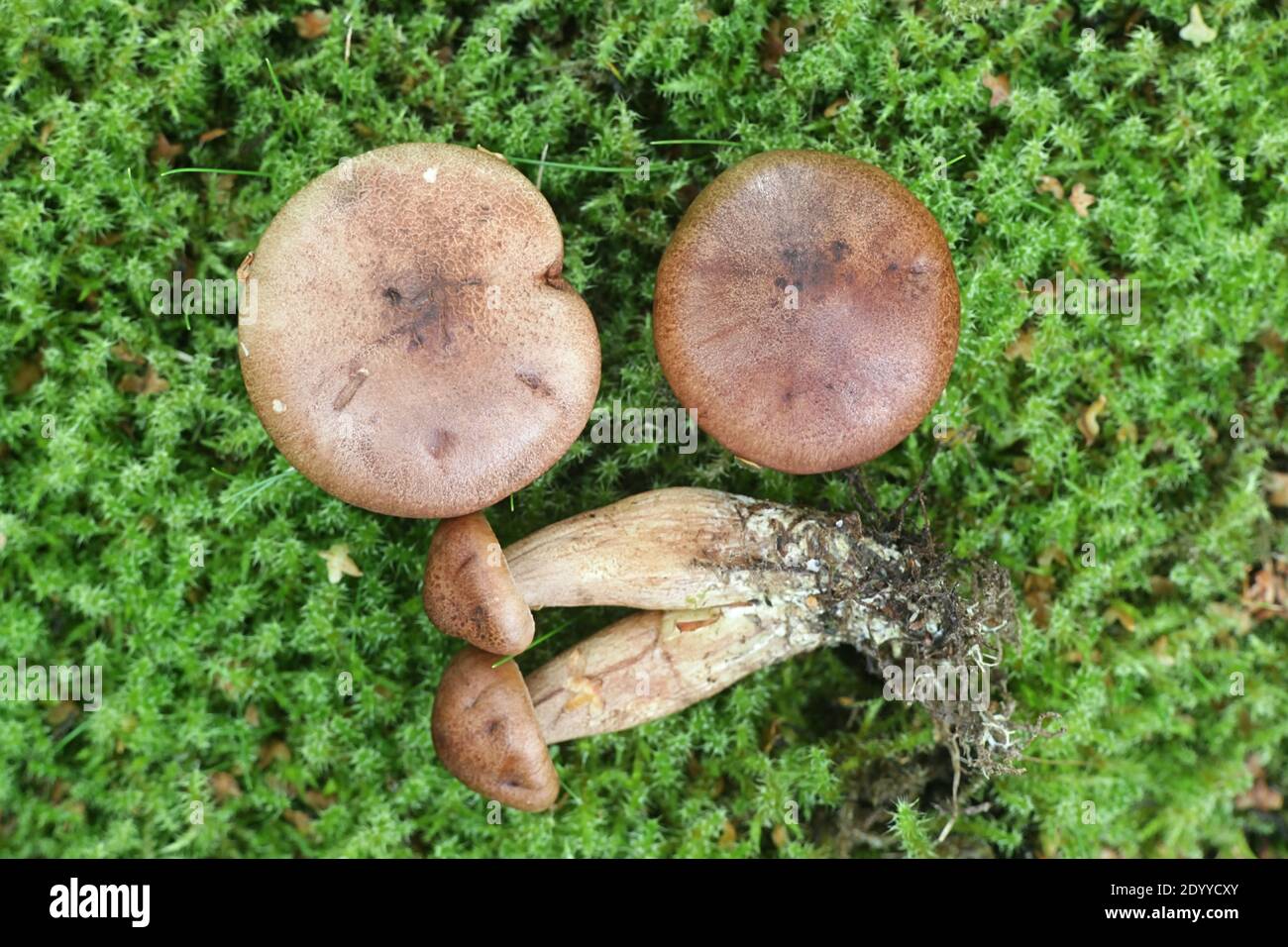 Tricholoma imbricatum, known as the matt knight, wild mushroom from Finland Stock Photo