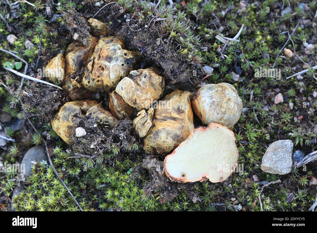 Rhizopogon luteolus, also called Rhizopogon obtextus, commonly known as yellow false truffle, wild fungus from Finland Stock Photo
