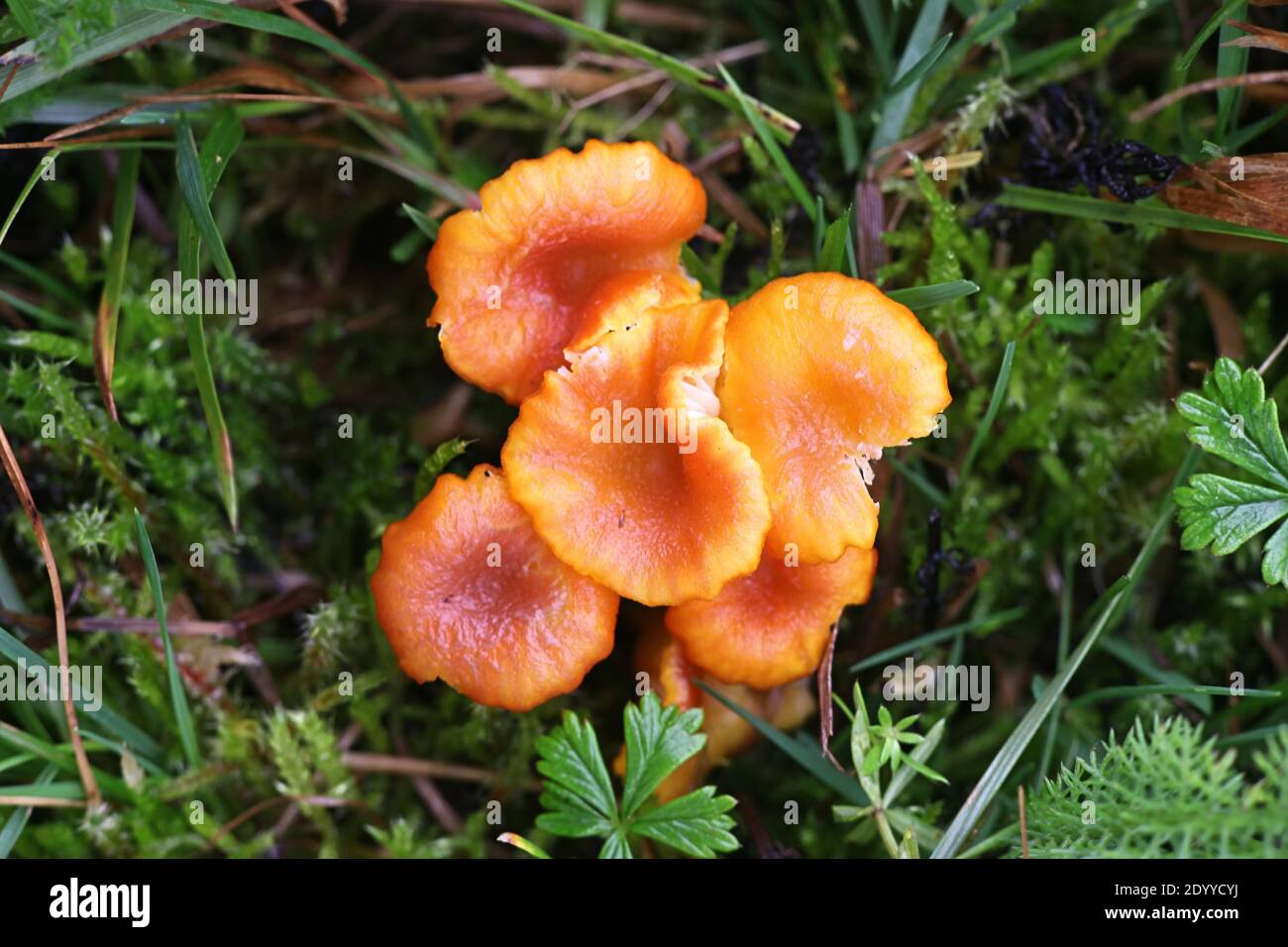 Hygrocybe cantharellus, known as Goblet Waxcap, wild mushroom from Finland Stock Photo