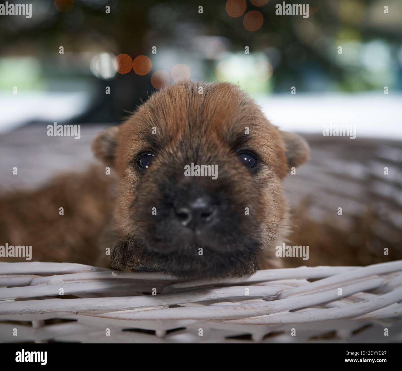Single Cairn Terrier puppy ( 2 weeks old) with it's head popping out of a basket underneath a Christmas tree in the family living room. Stock Photo