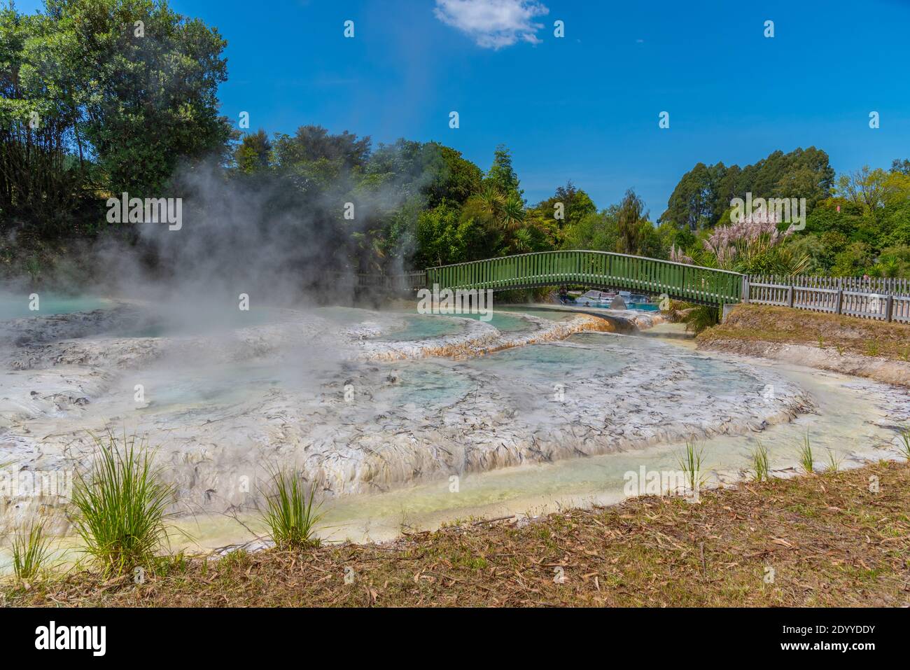 Geyser at Wairakei Terraces in New Zealand Stock Photo Alamy