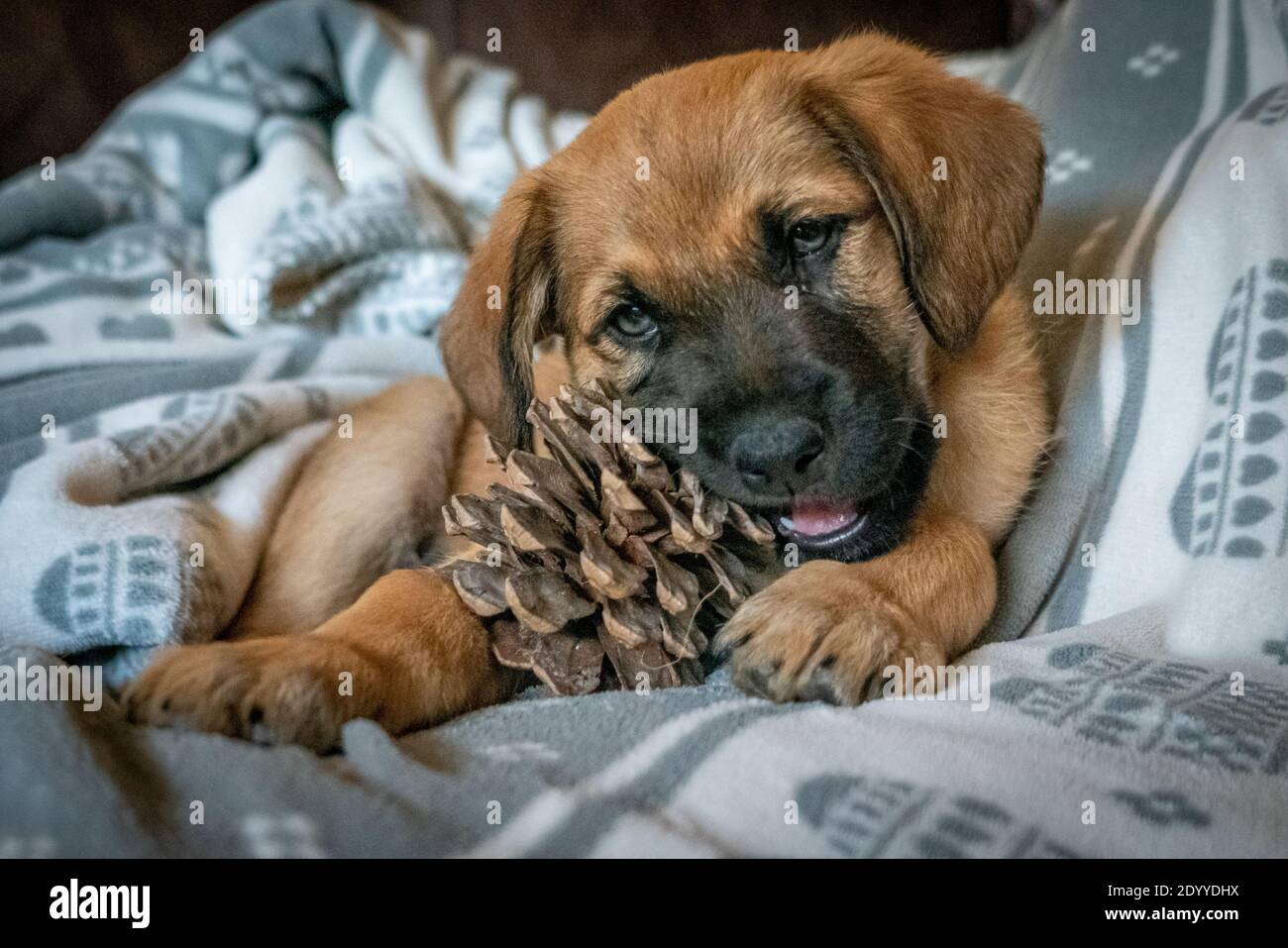 Twomonthold puppy biting a pineapple between its legs Stock Photo Alamy