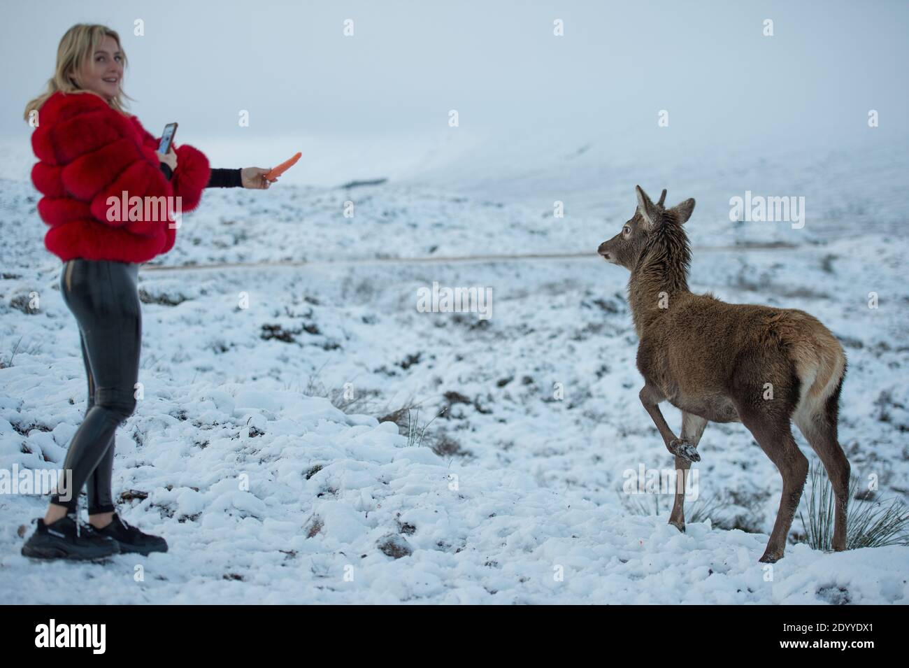 Glencoe, Scotland, UK. 28th Dec, 2020. Pictured: People feed carrots to the local herd of deer in Glencoe. Snow still lying on the hills from overnight snow fall from Storm Bella. Freezing temperatures with a Yellow Warning still in place issued by the MET Office. Credit: Colin Fisher/Alamy Live News Stock Photo