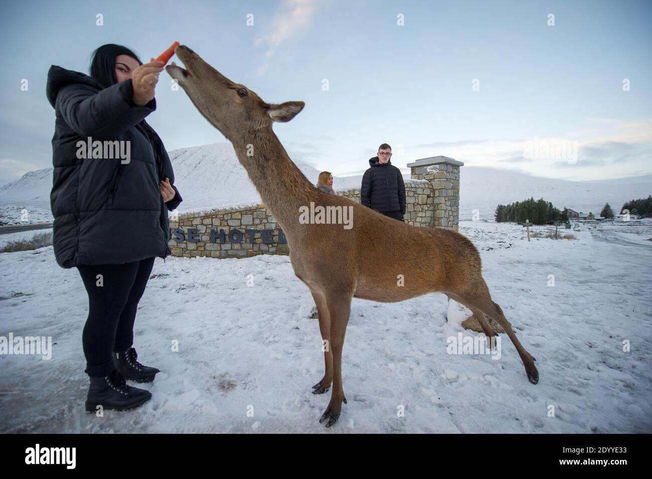 Glencoe, Scotland, UK. 28th Dec, 2020. Pictured: People feed carrots to the local herd of deer in Glencoe. Snow still lying on the hills from overnight snow fall from Storm Bella. Freezing temperatures with a Yellow Warning still in place issued by the MET Office. Credit: Colin Fisher/Alamy Live News Stock Photo