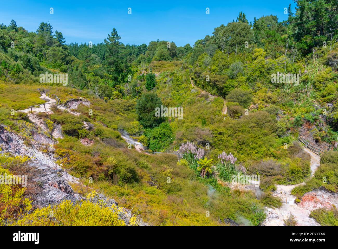 Geothermal landscape of Wairakei thermal valley in New Zealand Stock