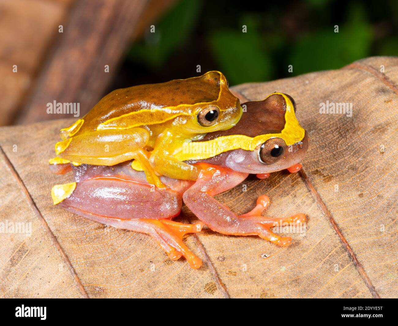 Upper Amazon Treefrogs (Dendropsophus bifurcus), pair in amplexus (mating) in the rainforest understory, Ecuador Stock Photo