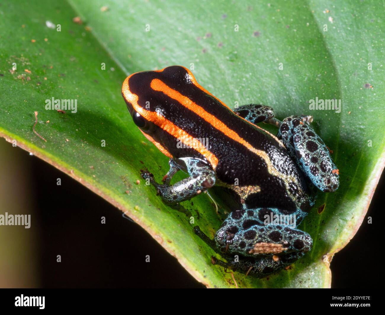 Amazonian Poison Frog (Ranitomeya ventrimacula) on a leaf in the ...
