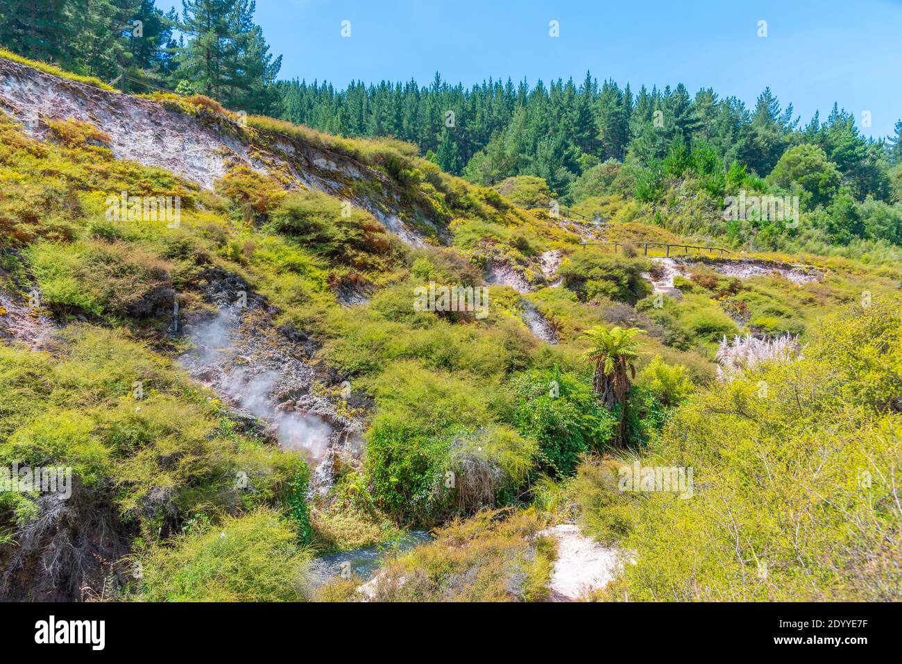 Geothermal landscape of Wairakei thermal valley in New Zealand Stock