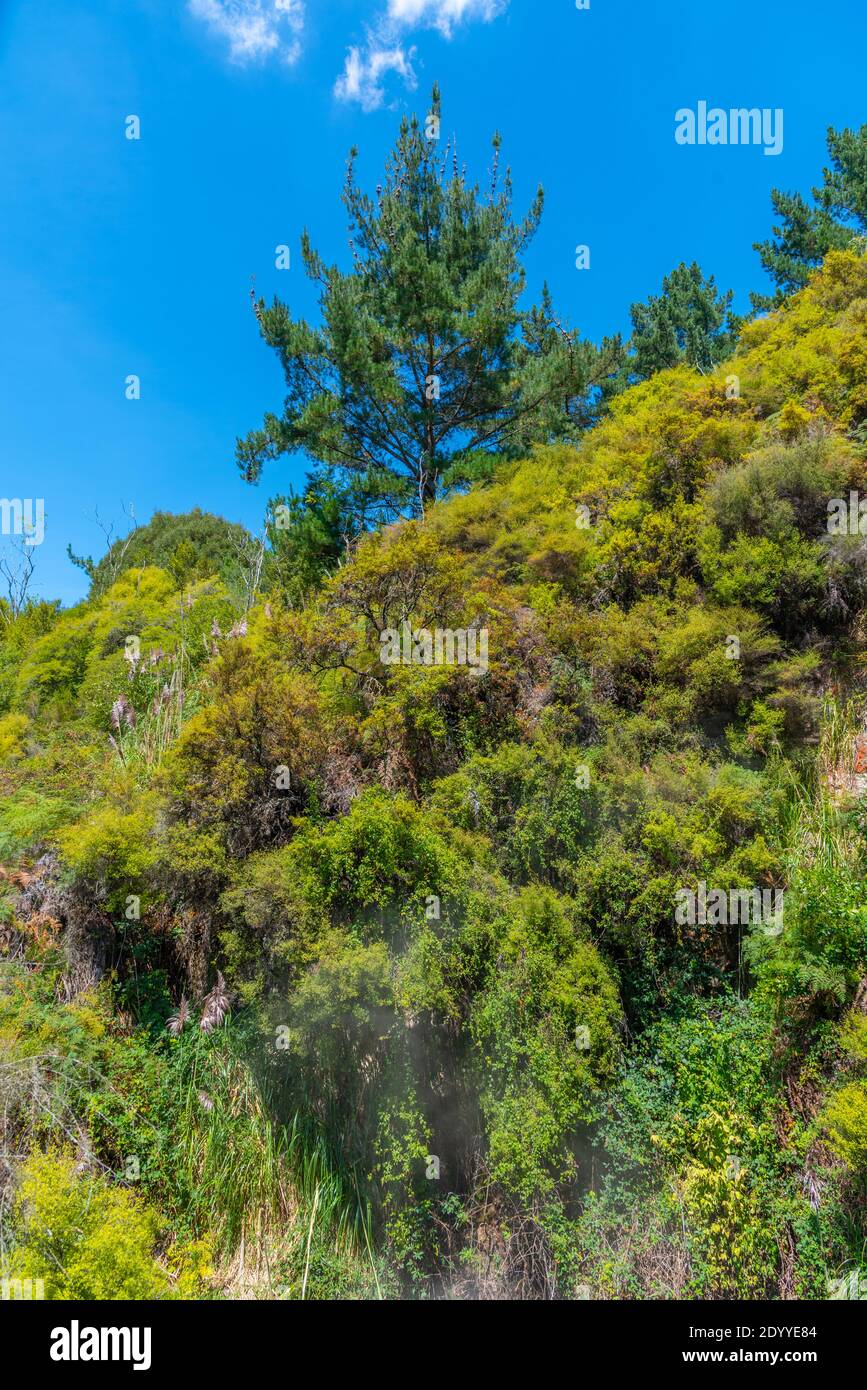 Geothermal landscape of Wairakei thermal valley in New Zealand Stock