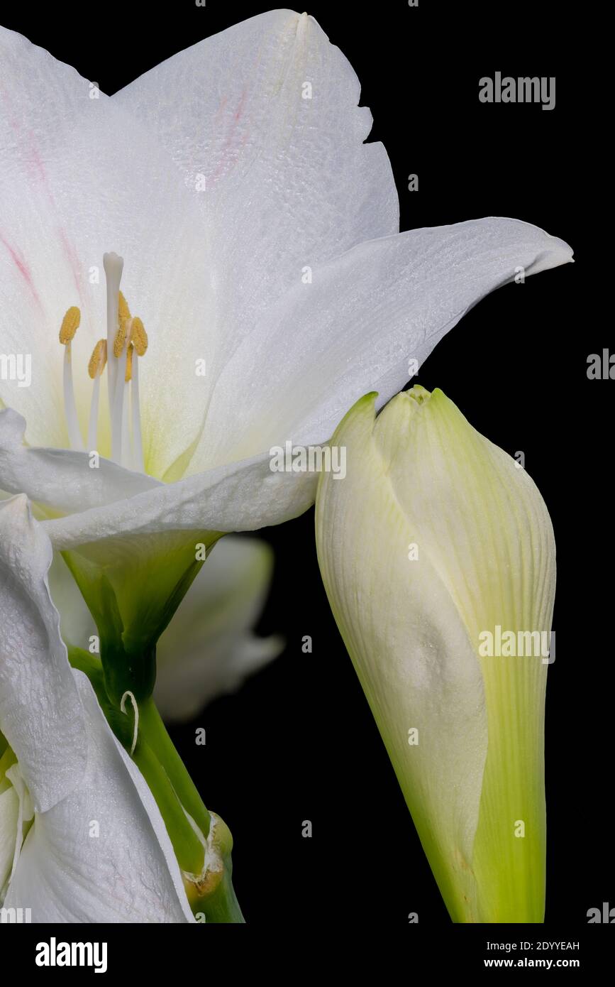 isolated white glossy pink veined amaryllis blossom and bud macro on black background Stock Photo