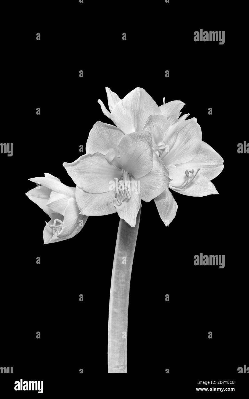 glossy white amaryllis with four open blossoms and green stem on black background, fine art still life monochrome macro, detailed textured blooms Stock Photo