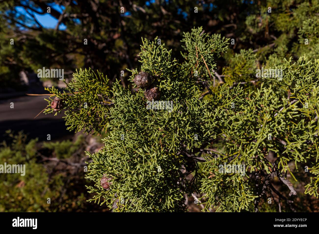 Arizona Cypress needles and cones in Chiricahua National Monument, Arizona, USA Stock Photo