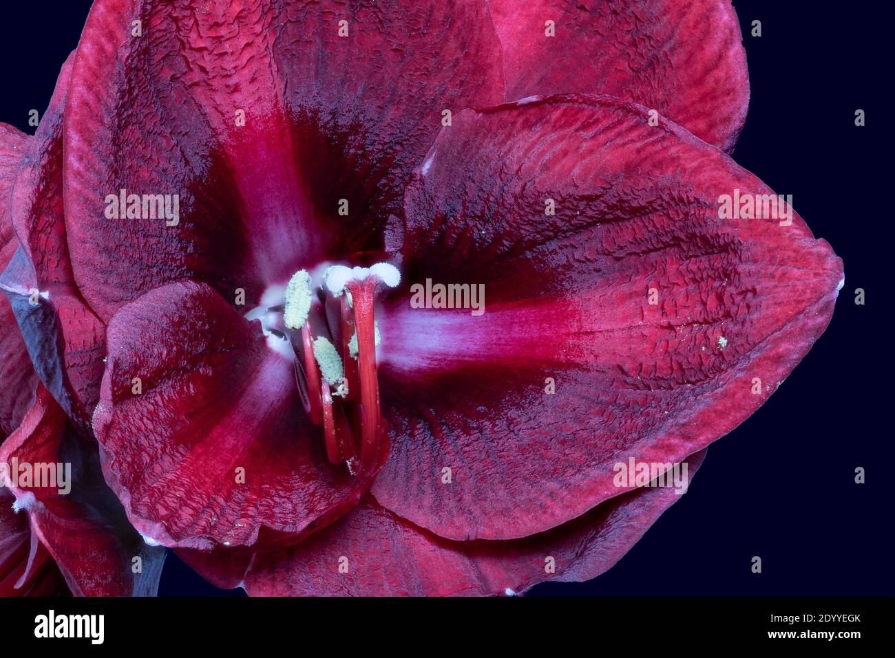 isolated red violet glossy amaryllis center heart blossom macro on dark blue background Stock Photo