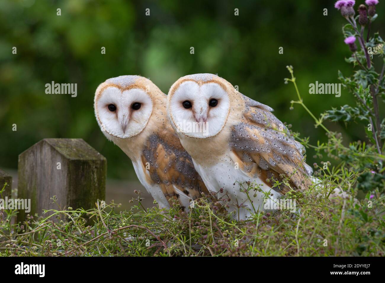 Barn owls (Tyto alba), Controlled, Cumbria, UK Stock Photo