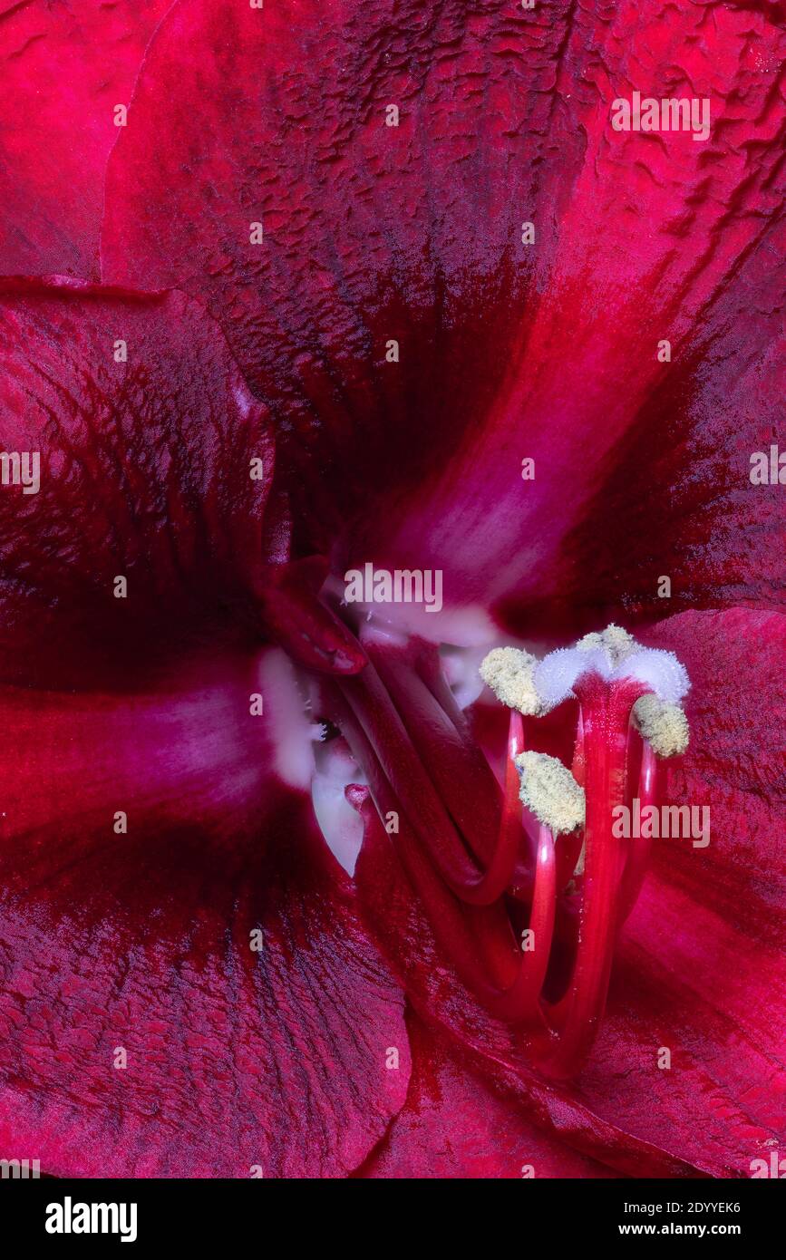 isolated red glossy amaryllis center heart blossom macro Stock Photo