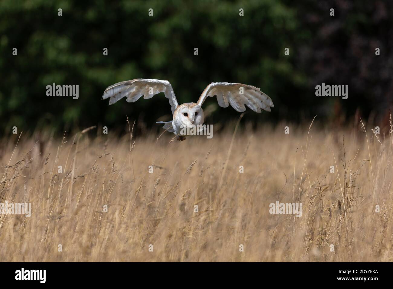Barn owl (Tyto alba) in flight, Controlled, Cumbria, UK Stock Photo