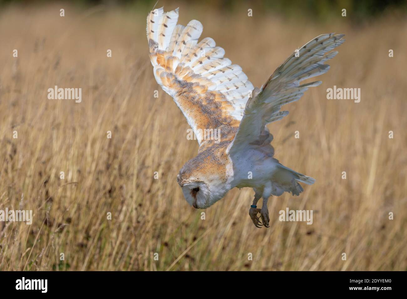 Barn owl (Tyto alba) in flight, Controlled, Cumbria, UK Stock Photo