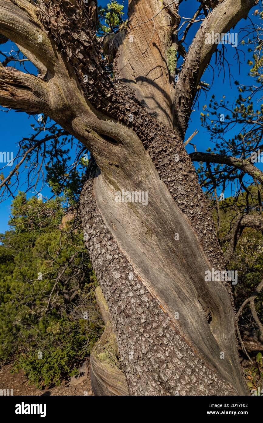 alligator juniper