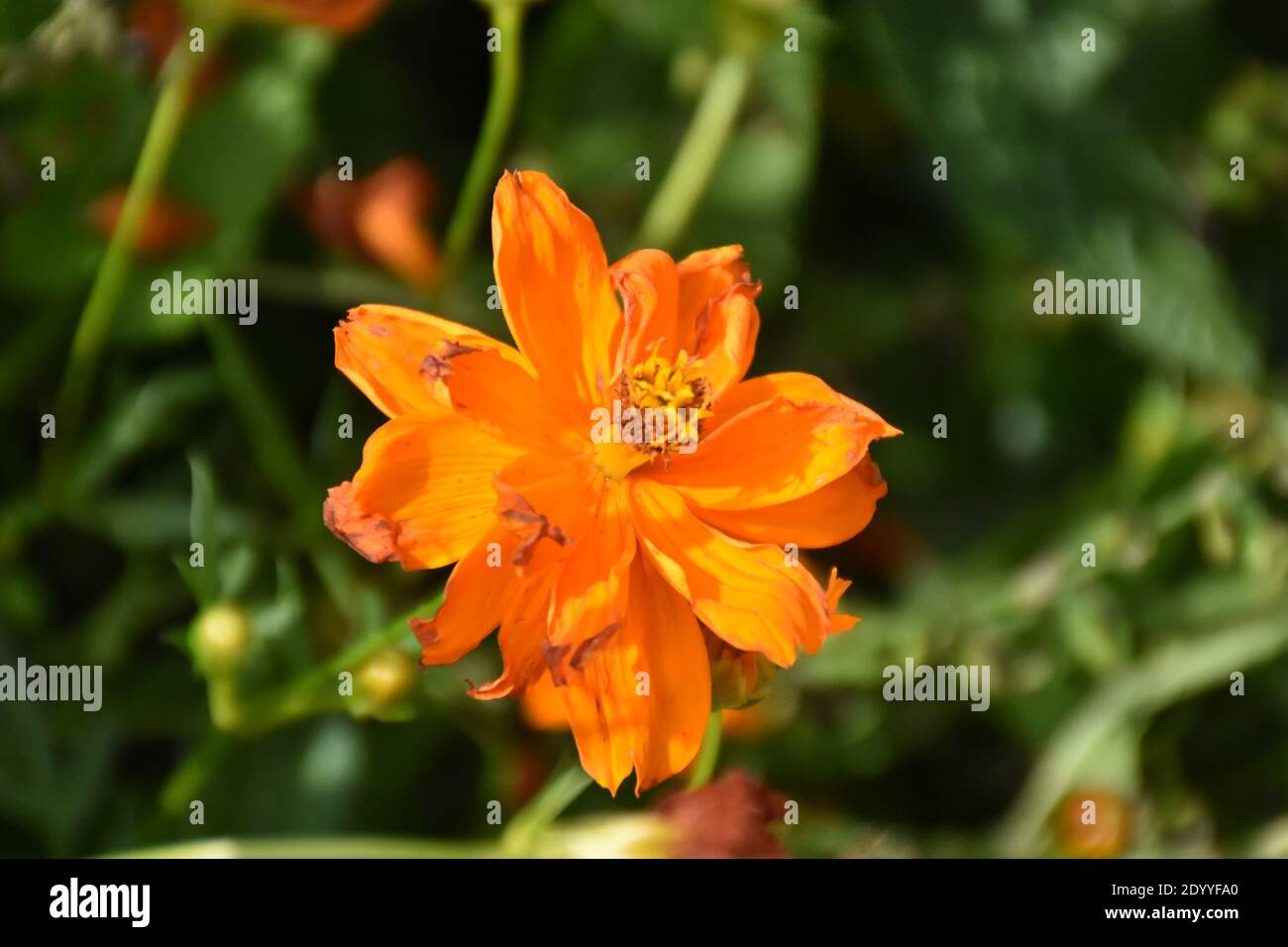 Flowers are fun to photograph because of the beauty of the blooms on the plants. The color and
