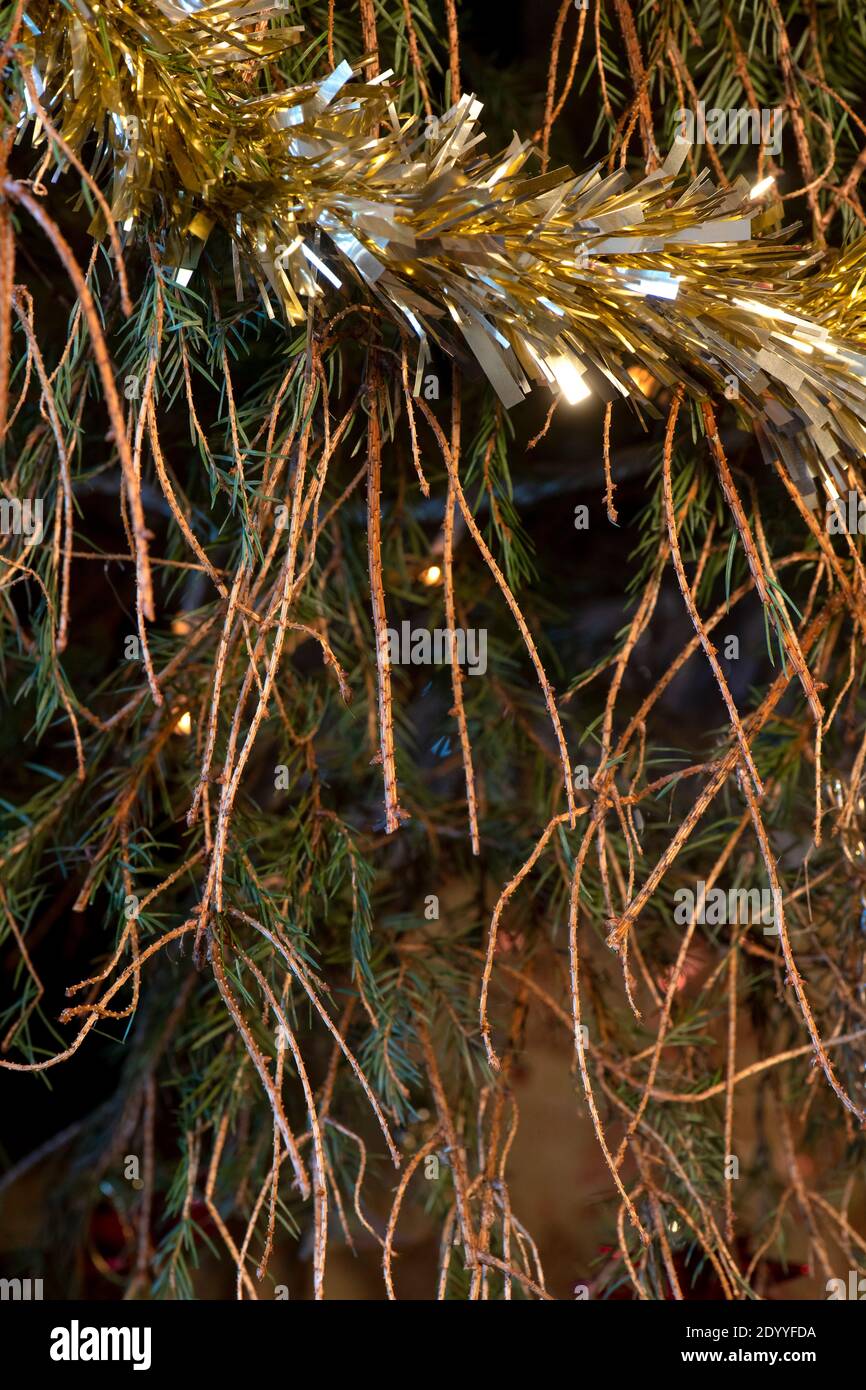 vertical image of Christmas tree with fallen pine needles shedding from