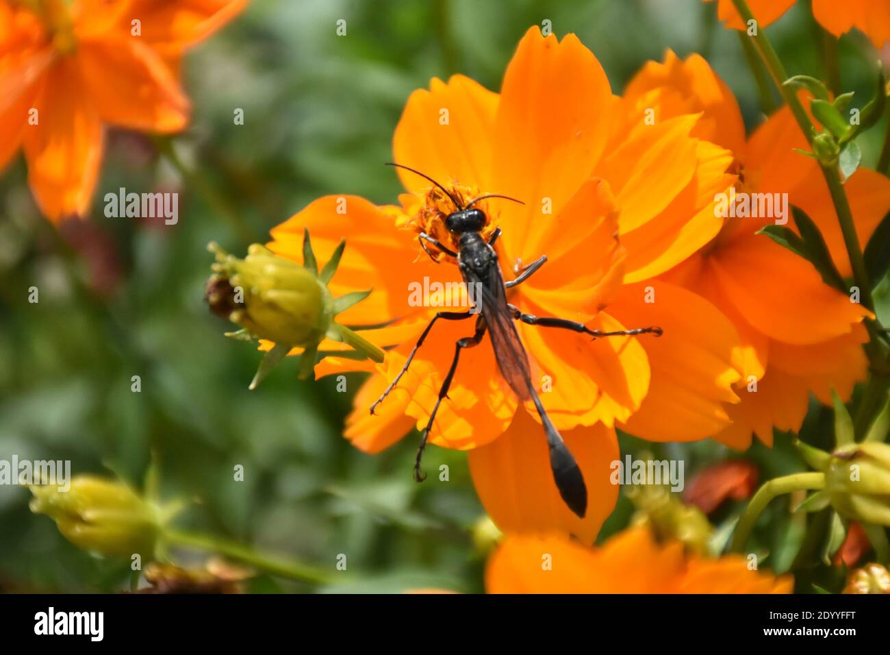 I created this macro-Picture of a Thread-Waisted Wasp on a flower or Wasps on a flower to practice my macro photography skills. Stock Photo