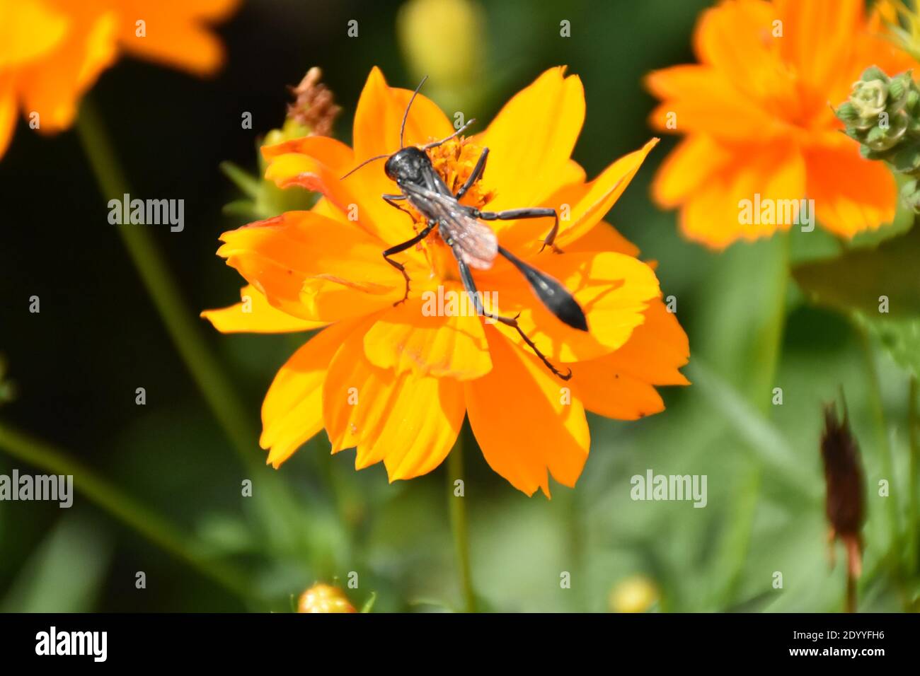 I created this macro-Picture of a Thread-Waisted Wasp on a flower or Wasps on a flower to practice my macro photography skills. Stock Photo