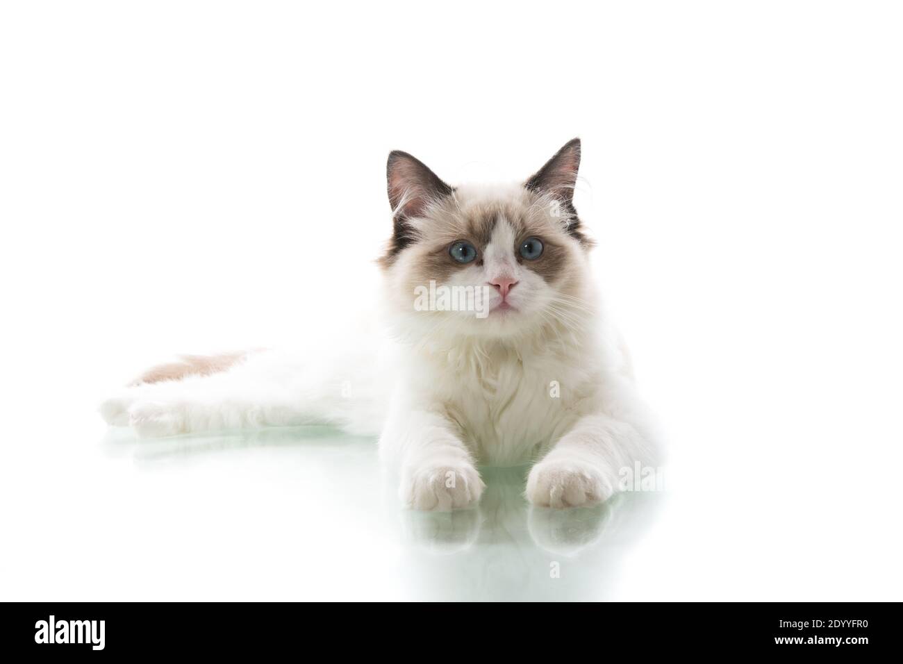 Young beautiful Ragdoll cat isolated on white background Stock Photo ...