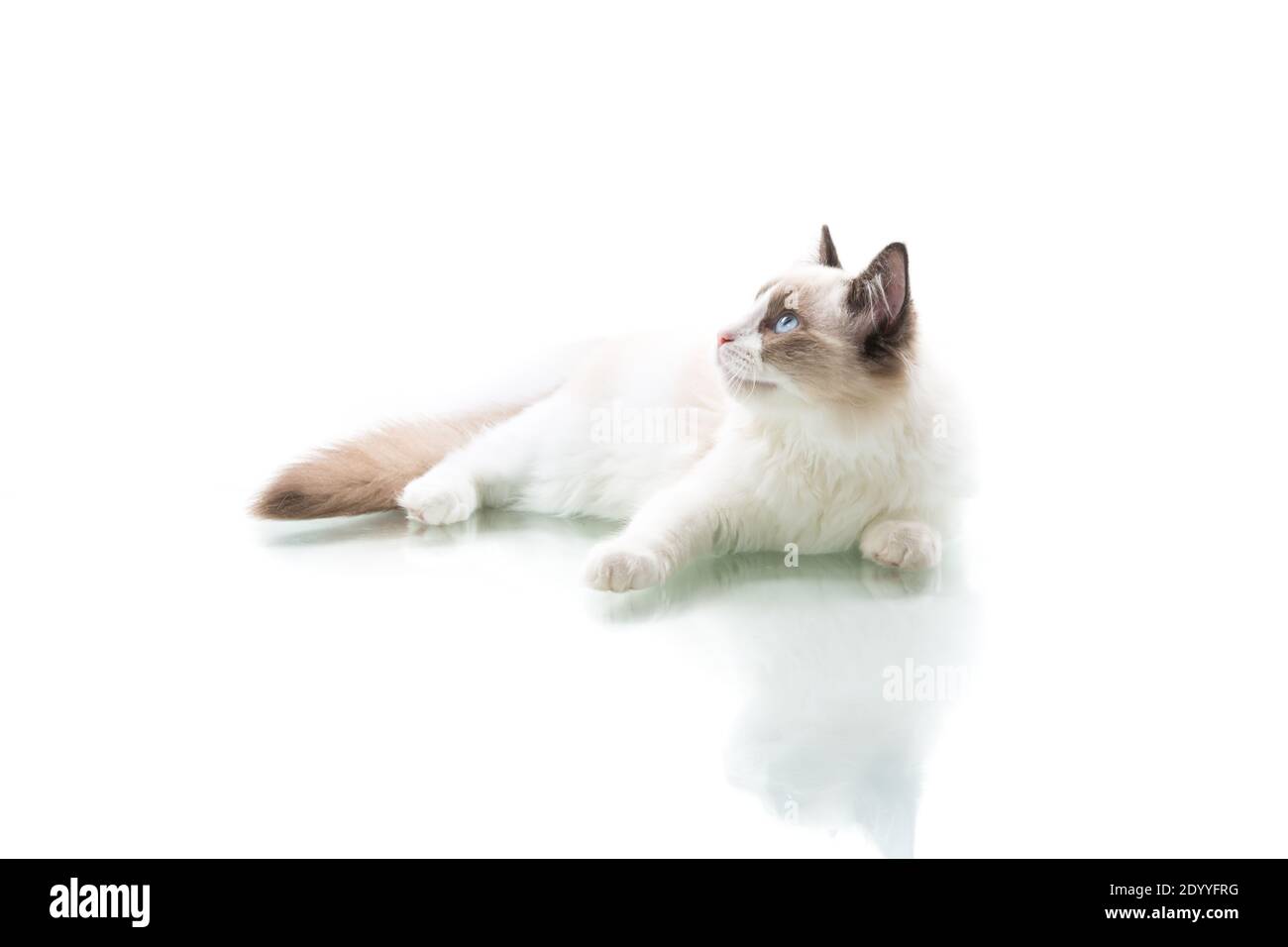 Young beautiful Ragdoll cat isolated on white background Stock Photo ...