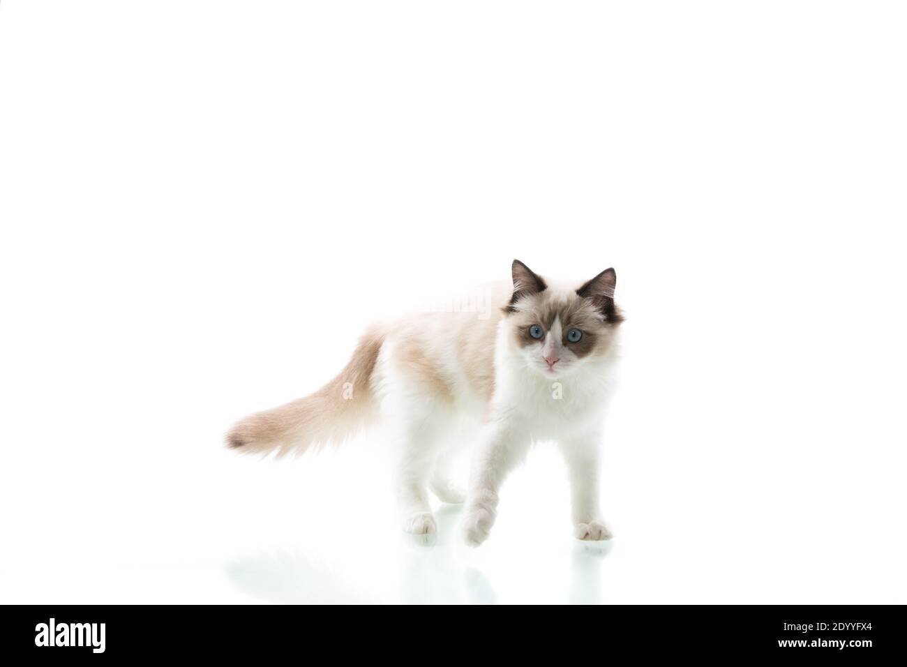 Young beautiful Ragdoll cat isolated on white background Stock Photo ...