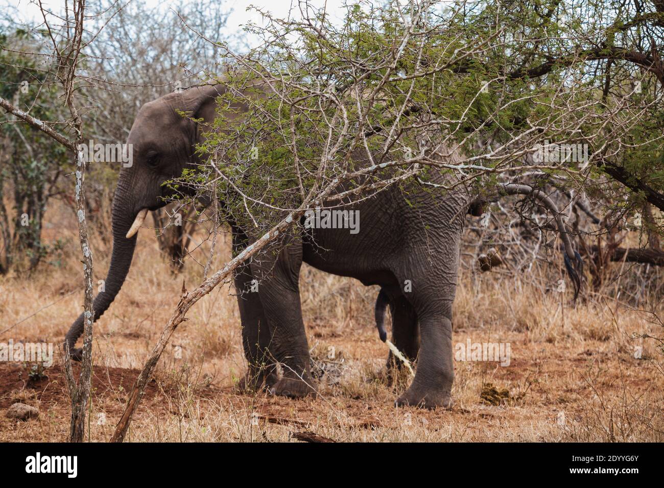 peeing africa 