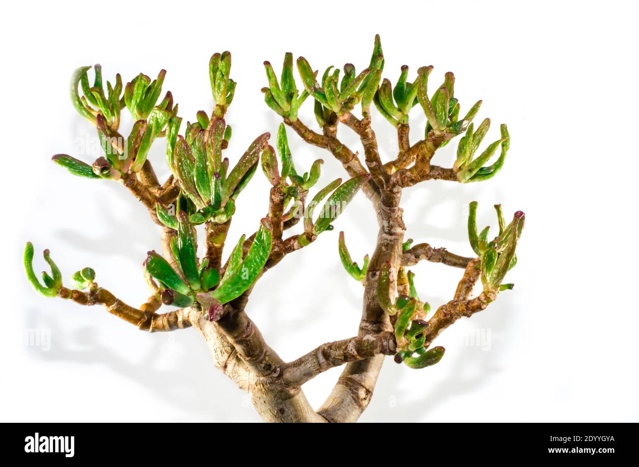 Drying leaves of a succulent plant called crassula ovata gollum or hobbit in a white background. Selective focus on the leaves. Stock Photo